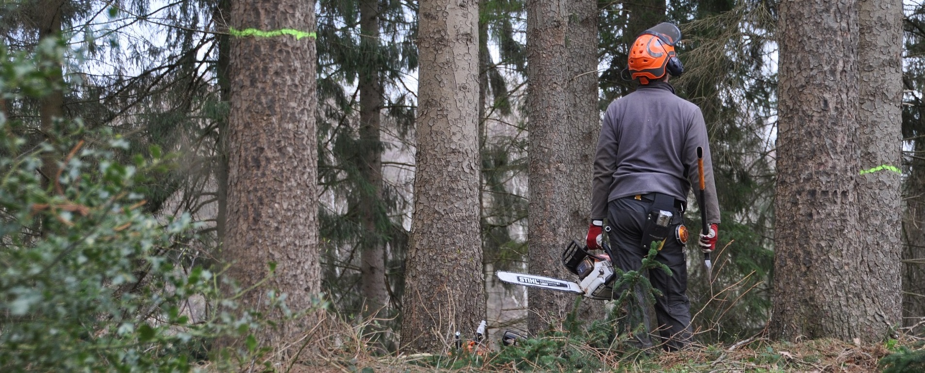 forestry-4272920_1920