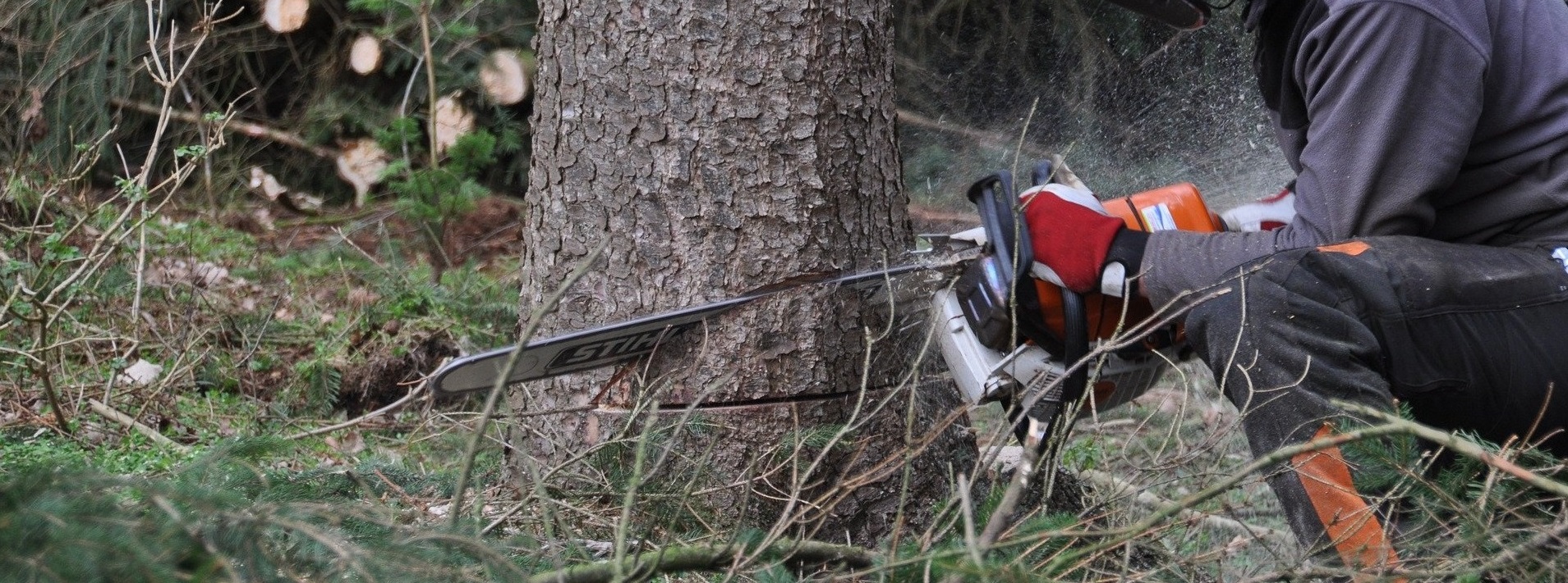 forestry-4272923_1920