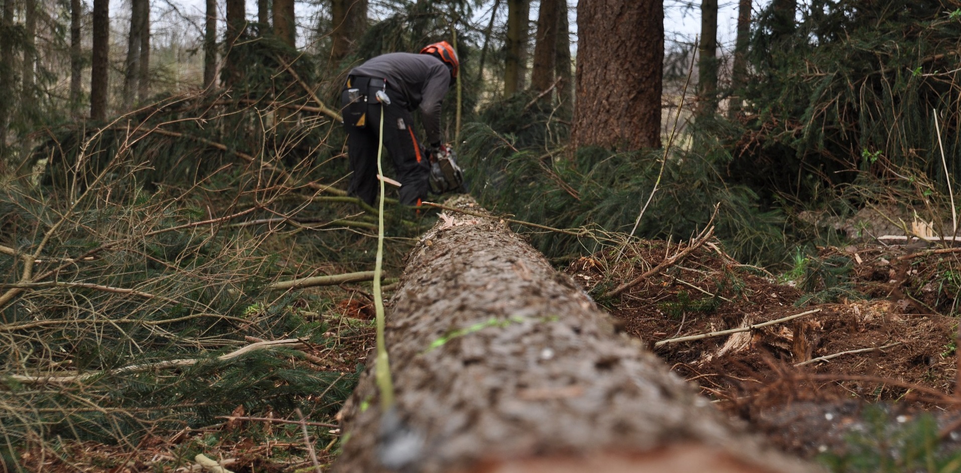 forestry-4272926_1920